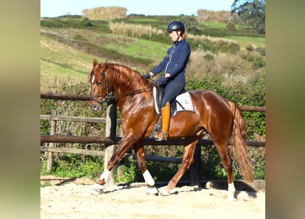 Lusitanos, Caballo castrado, 5 años, 170 cm, Alazán