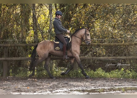 Lusitanos, Caballo castrado, 6 años, 152 cm, Buckskin/Bayo