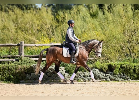 Lusitanos, Caballo castrado, 6 años, 154 cm, Tordo