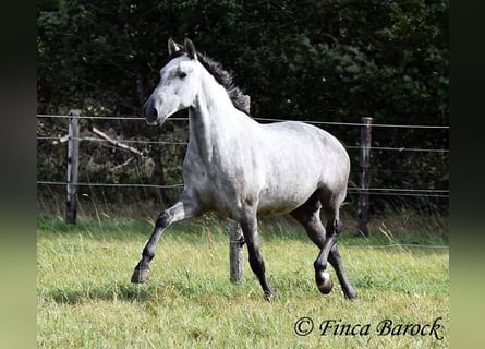 Lusitanos, Caballo castrado, 6 años, 157 cm, Tordo