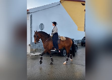 Lusitanos, Caballo castrado, 6 años, 158 cm, Buckskin/Bayo