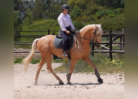 Lusitanos, Caballo castrado, 6 años, 159 cm, Palomino