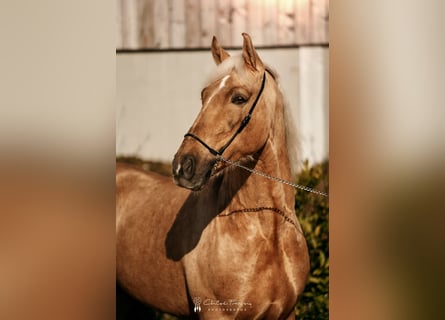 Lusitanos, Caballo castrado, 6 años, 160 cm, Palomino