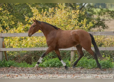 Lusitanos, Caballo castrado, 6 años, 162 cm, Castaño