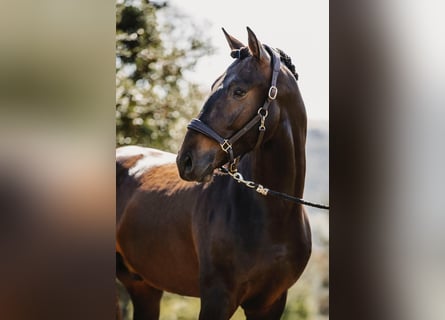 Lusitanos, Caballo castrado, 6 años, 164 cm, Castaño oscuro