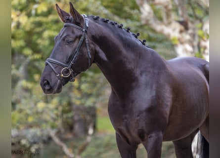 Lusitanos, Caballo castrado, 6 años, 165 cm, Negro