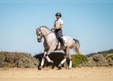 Lusitanos, Caballo castrado, 6 años, 165 cm, Tordo ruano