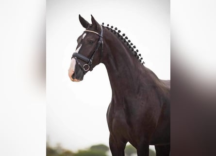 Lusitanos, Caballo castrado, 6 años, 166 cm, Negro