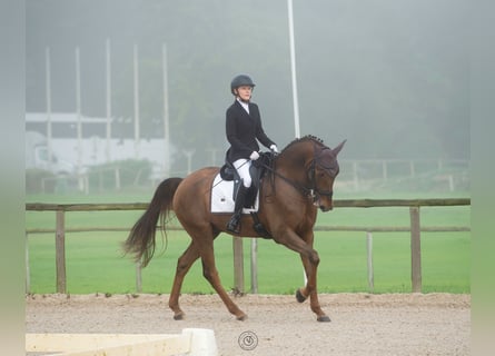 Lusitanos, Caballo castrado, 6 años, 168 cm