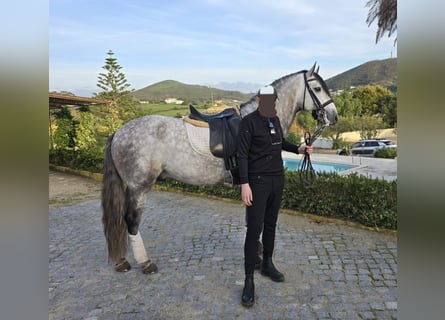 Lusitanos, Caballo castrado, 6 años, 168 cm, Tordo