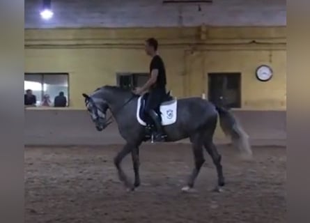 Lusitanos Mestizo, Caballo castrado, 7 años, 157 cm, Tordo