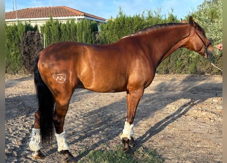 Lusitanos, Caballo castrado, 7 años, 160 cm, Castaño oscuro