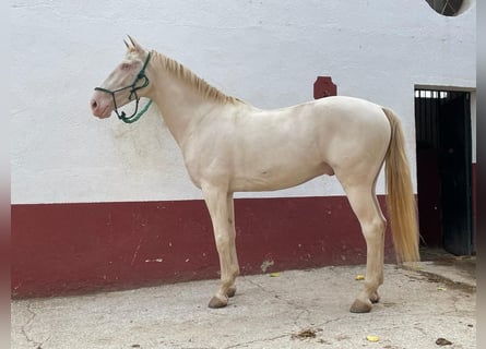 Lusitanos Mestizo, Caballo castrado, 7 años, 160 cm, Cremello