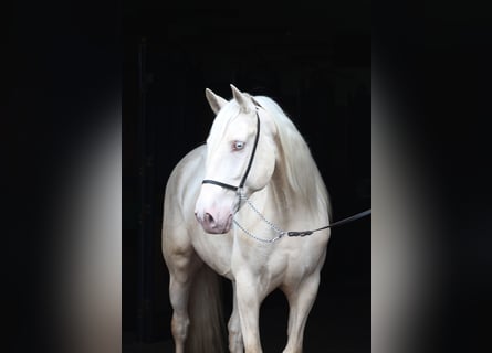 Lusitanos, Caballo castrado, 7 años, 161 cm, Cremello