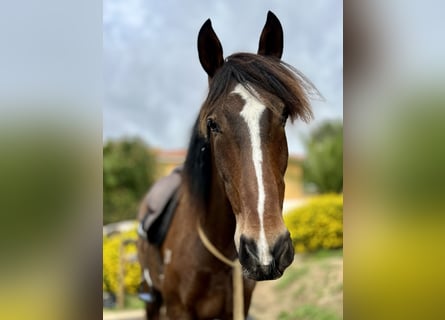 Lusitanos, Caballo castrado, 7 años, 162 cm