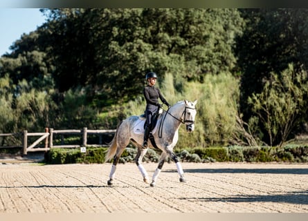 Lusitanos, Caballo castrado, 7 años, 163 cm, Tordo