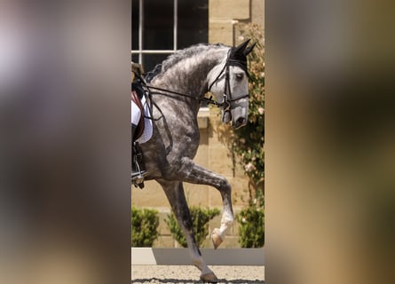 Lusitanos, Caballo castrado, 7 años, 164 cm, Tordo rodado