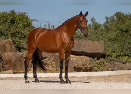 Lusitanos, Caballo castrado, 7 años, 165 cm, Castaño