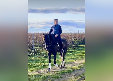 Lusitanos, Caballo castrado, 7 años, 166 cm, Castaño