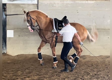 Lusitanos Mestizo, Caballo castrado, 7 años, 167 cm, Palomino