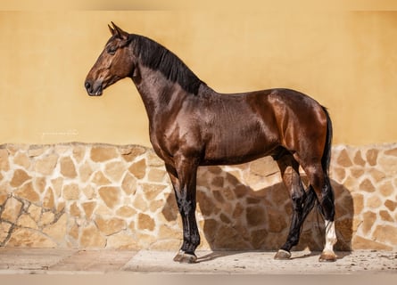 Lusitanos, Caballo castrado, 7 años, 169 cm, Castaño oscuro