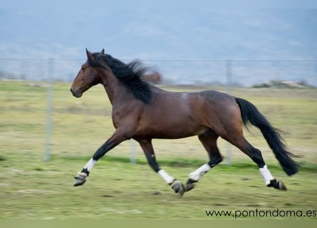Lusitanos, Caballo castrado, 7 años, 170 cm, Castaño
