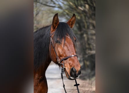 Lusitanos, Caballo castrado, 7 años, 170 cm, Castaño
