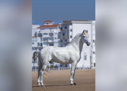 Lusitanos, Caballo castrado, 7 años, 170 cm, White/Blanco