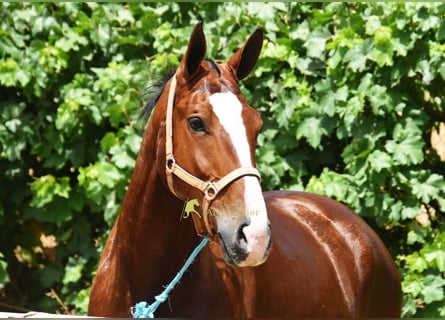 Lusitanos, Caballo castrado, 7 años, 172 cm, Castaño