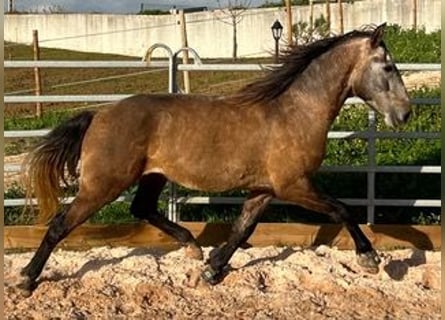 Lusitanos, Caballo castrado, 8 años, 150 cm, Bayo