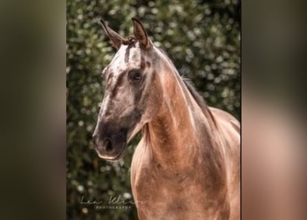 Lusitanos, Caballo castrado, 8 años, 152 cm, Bayo