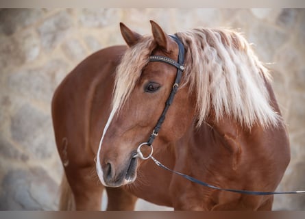 Lusitanos, Caballo castrado, 8 años, 155 cm, Alazán