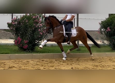 Lusitanos, Caballo castrado, 8 años, 158 cm, Castaño