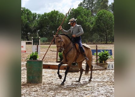 Lusitanos, Caballo castrado, 8 años, 160 cm, Buckskin/Bayo