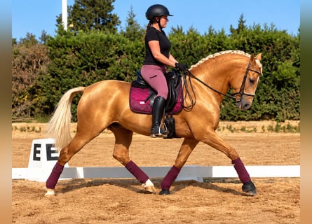 Lusitanos, Caballo castrado, 8 años, 161 cm, Palomino