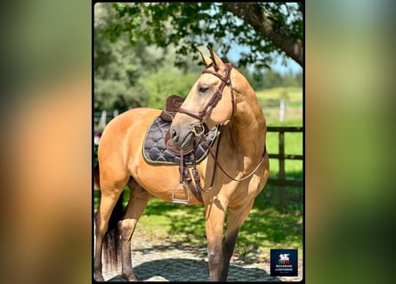 Lusitanos, Caballo castrado, 8 años, 162 cm, Bayo