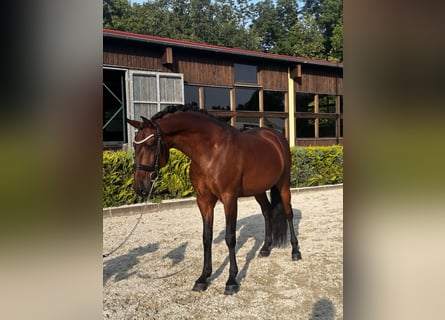 Lusitanos, Caballo castrado, 8 años, 164 cm, Castaño
