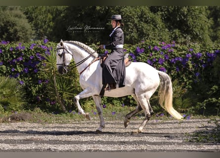 Lusitanos, Caballo castrado, 8 años, 166 cm, Tordo