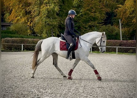 Lusitanos, Caballo castrado, 9 años, 155 cm, Tordo