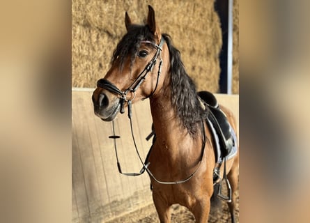 Lusitanos, Caballo castrado, 9 años, 160 cm, Castaño