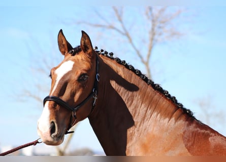 Lusitanos, Caballo castrado, 9 años, 163 cm, Castaño claro