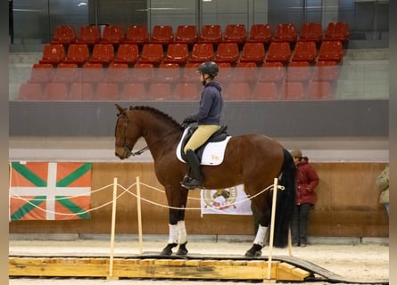 Lusitanos, Caballo castrado, 9 años, 164 cm, Castaño