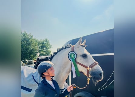Lusitanos, Caballo castrado, 9 años, 164 cm, Tordo