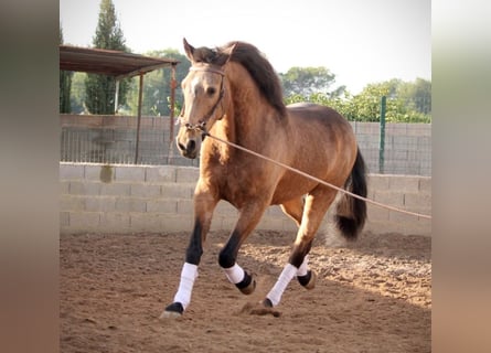 Lusitanos, Hengst, 10 Jahre, 160 cm, Buckskin