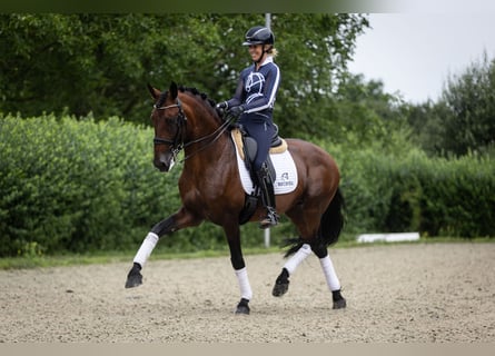 Lusitanos, Hengst, 11 Jahre, 165 cm, Brauner