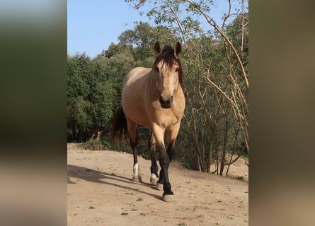 Lusitanos, Hengst, 11 Jahre, 168 cm, Buckskin