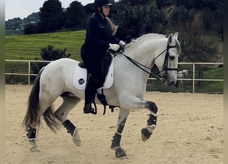 Lusitanos, Hengst, 12 Jahre, 165 cm, Schimmel