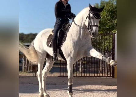 Lusitanos, Hengst, 14 Jahre, 162 cm, Schimmel