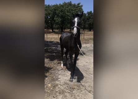 Lusitanos, Hengst, 1 Jahr, 153 cm, Schimmel