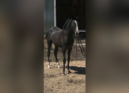 Lusitanos, Hengst, 1 Jahr, 153 cm, Schimmel